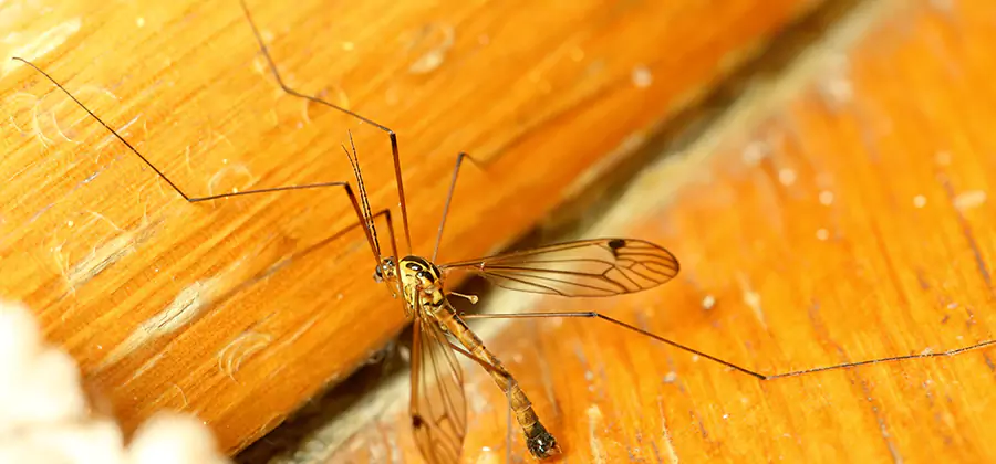 Exterior Mosquito Control in Parsippany