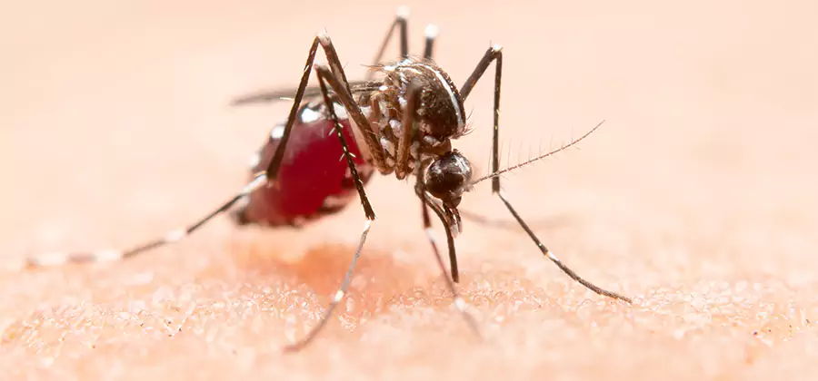 Indoor Mosquito Killer and Interior Control in Parsippany