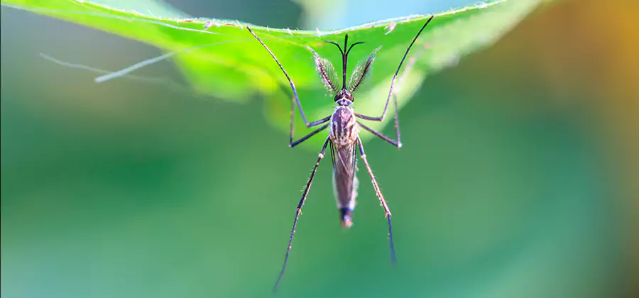 Pest and Mosquito Control for Yard and Patio in Parsippany