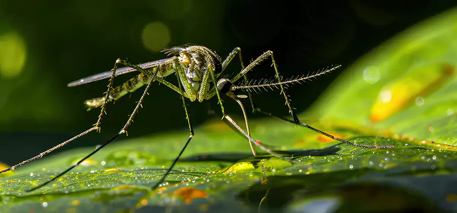 Tick and Mosquito Spray in Parsippany