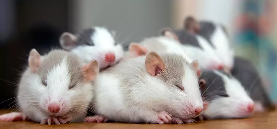 Parsippany Pet Safe Mice Control