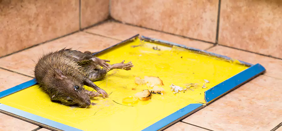 Mouse and Rat Control in Parsippany