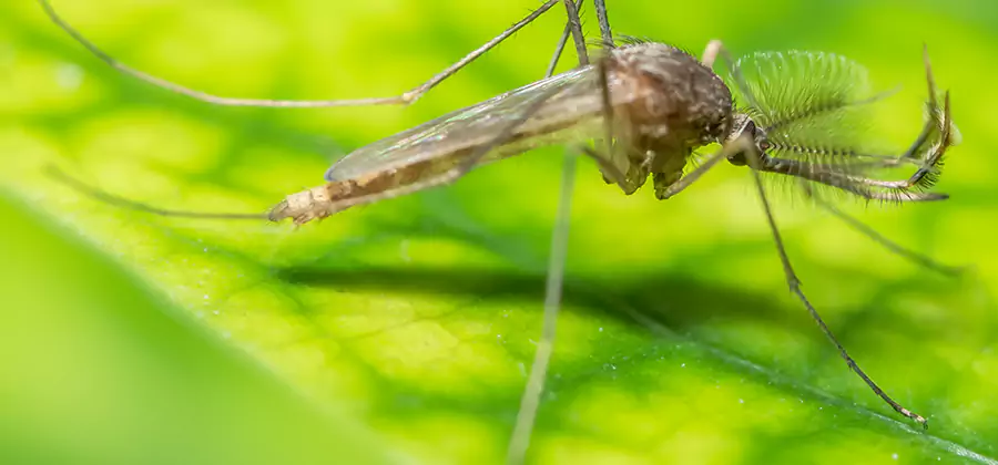 Herbal Mosquito Repellent Treatment in Parsippany