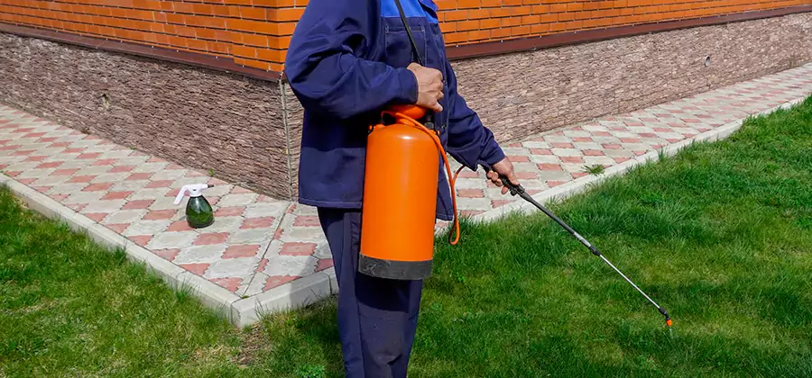 Non Toxic Termite Treatment in Parsippany