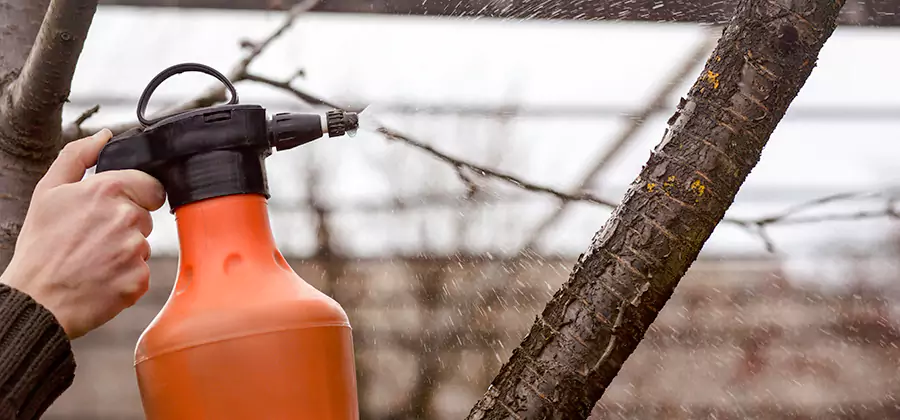 Orange Oil Structural Cavity Treatment in Parsippany