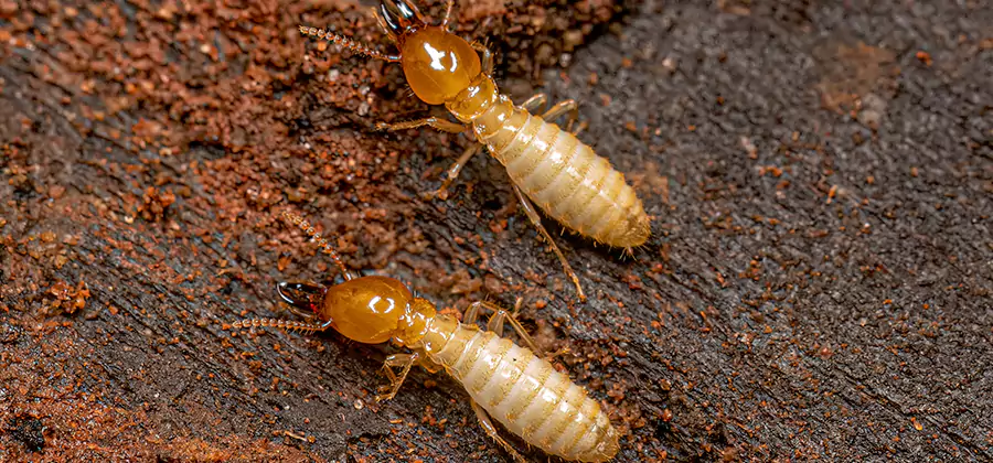 Natural Ant Hill Killer Treatment in Parsippany