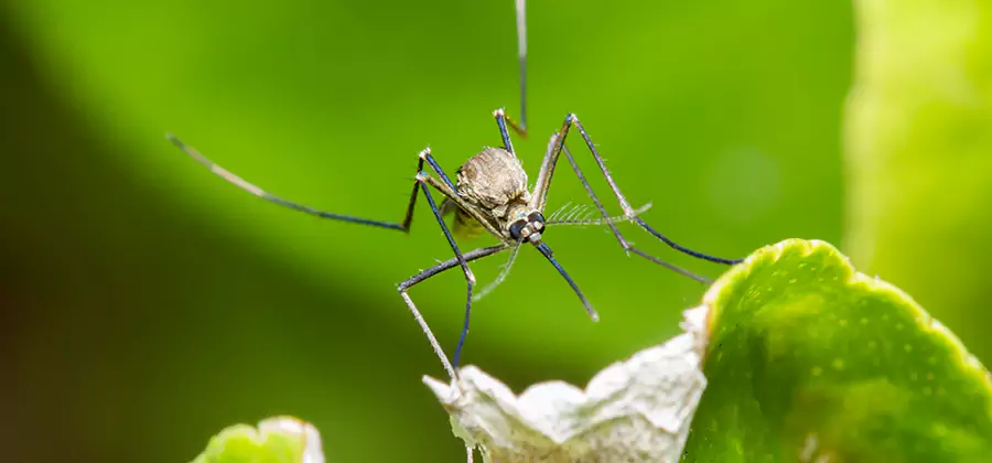 Natural Outdoor Mosquito Repellent in Parsippany