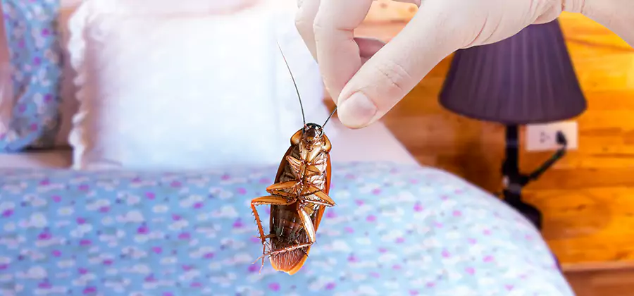 Bed Bug Inspection in Parsippany