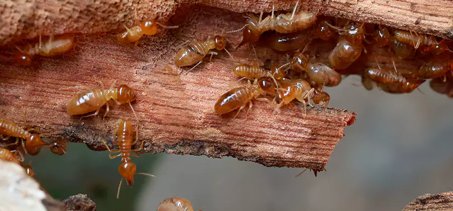 Termite Pest Management in Parsippany