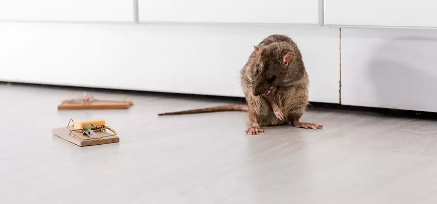Rat Baiting Removal Service in Parsippany