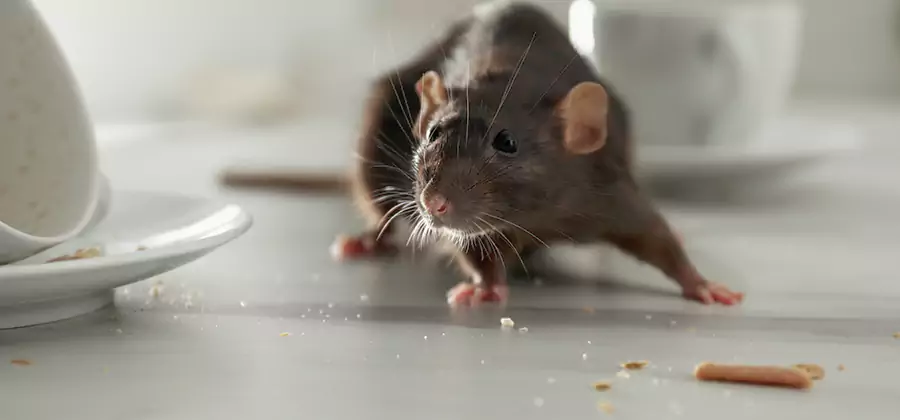 Attic Rat Exclusion Service in Parsippany