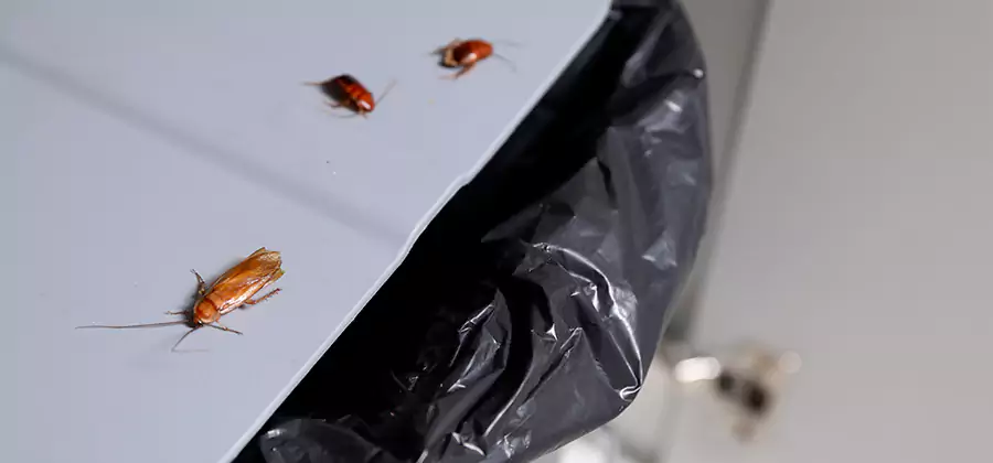 German Roach Pest Control in Parsippany