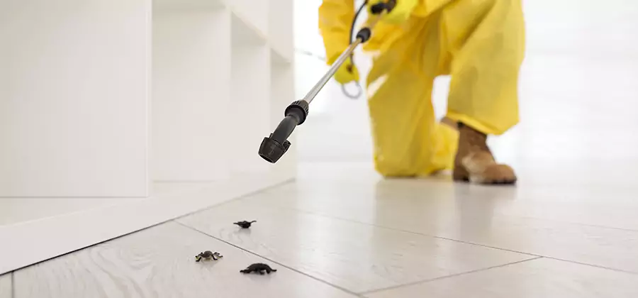 Roach and Bed Bug Exterminator in Parsippany