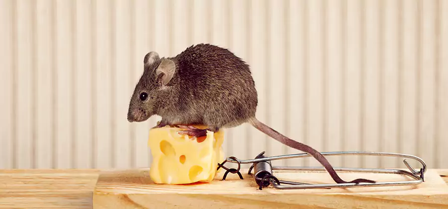 Commercial Rodent Exclusion Services in Parsippany