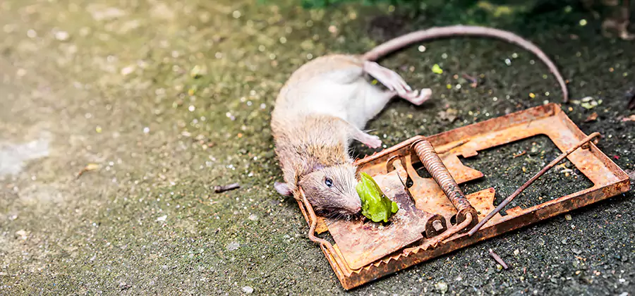 Rat Trapping in Parsippany