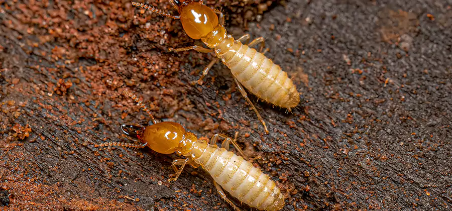 Sentricon Residential Termite Control in Parsippany