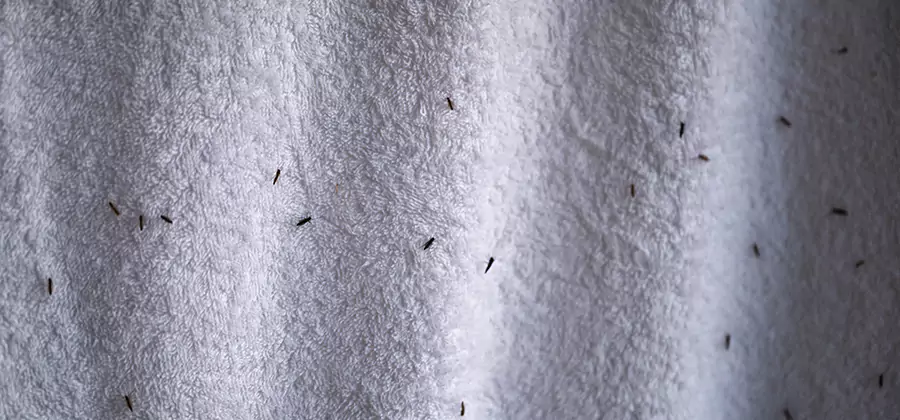 Small Black Ants in Bathroom Treatment in Parsippany