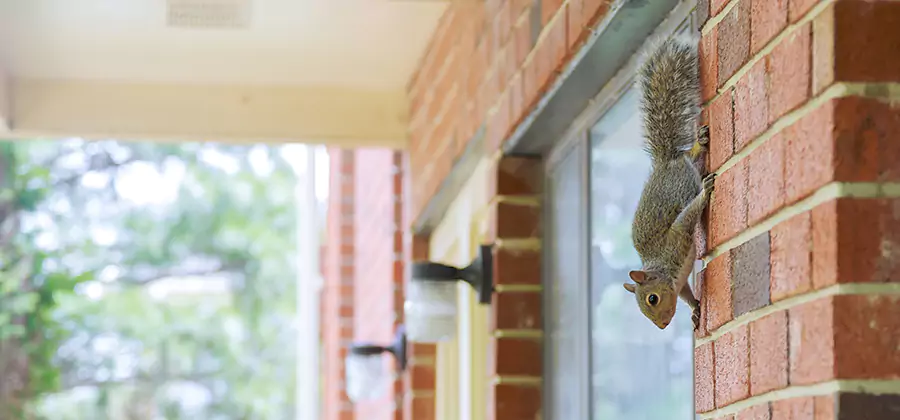 Squirrel Inside Walls Removal in Parsippany