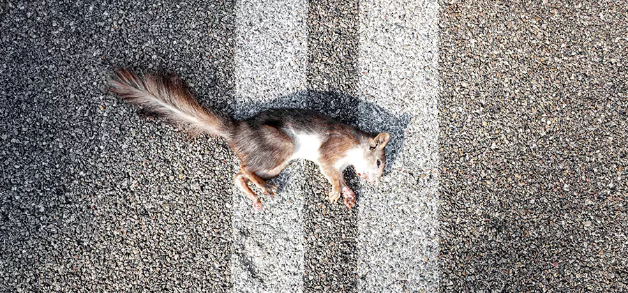 Dead Squirrel Removal in Parsippany