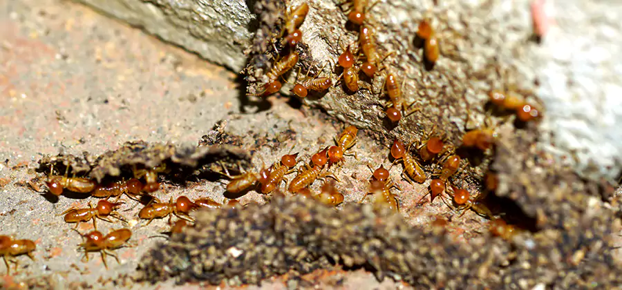 Wood Treatment and Localized Termite Solutions in Parsippany