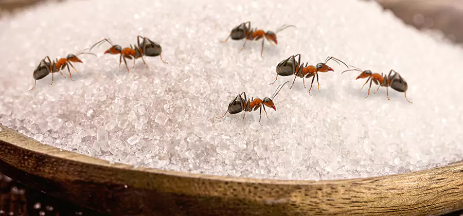 Indoor Sugar Ant Treatment in Parsippany