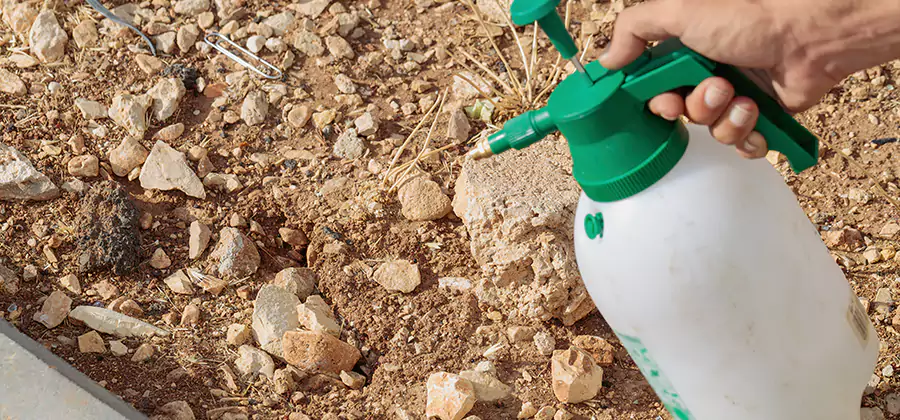 Heat Treatment Termite Cost in Parsippany