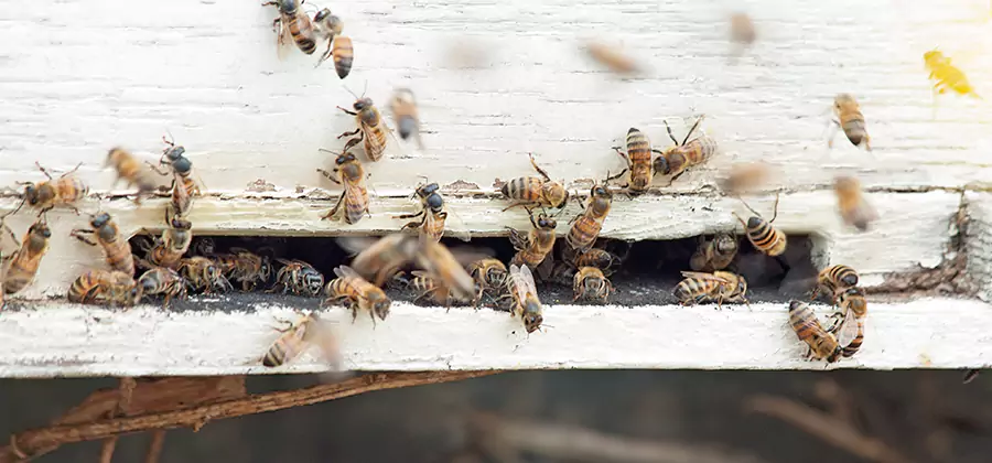 Residential Termite Fumigation in Parsippany