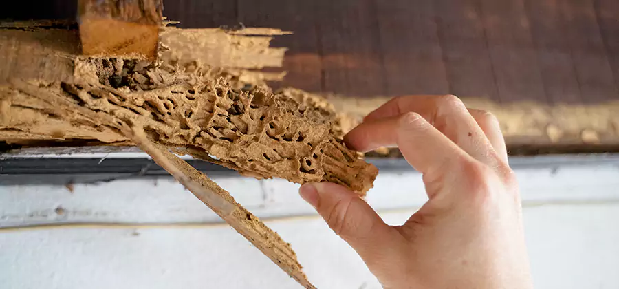 Pre-Purchase Termite Inspection in Parsippany