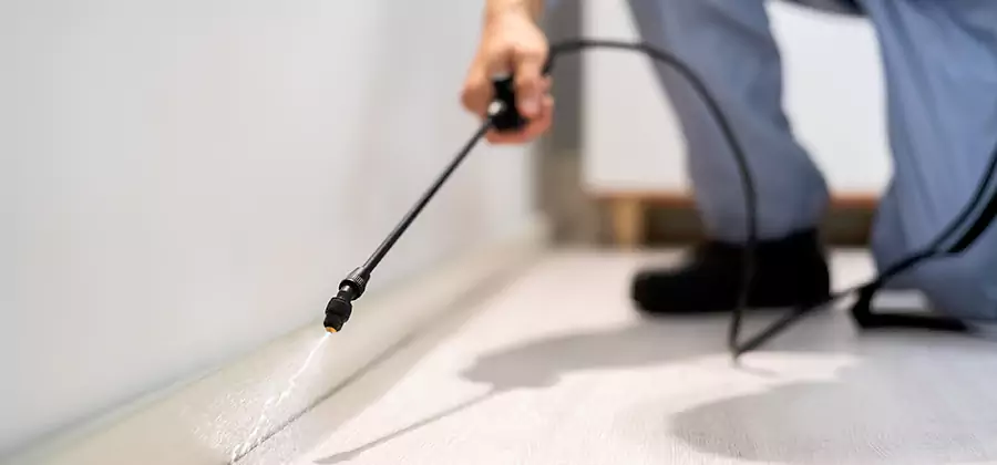 Direct Termite Injection Treatment in Parsippany