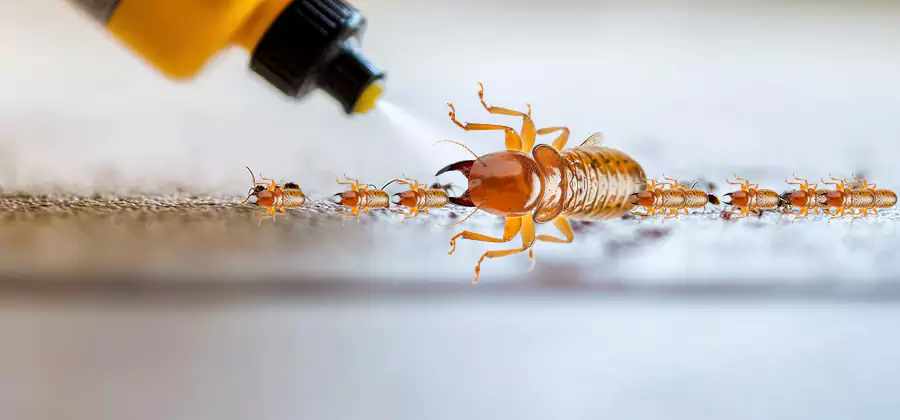 Foundation Termite Spraying Control in Parsippany