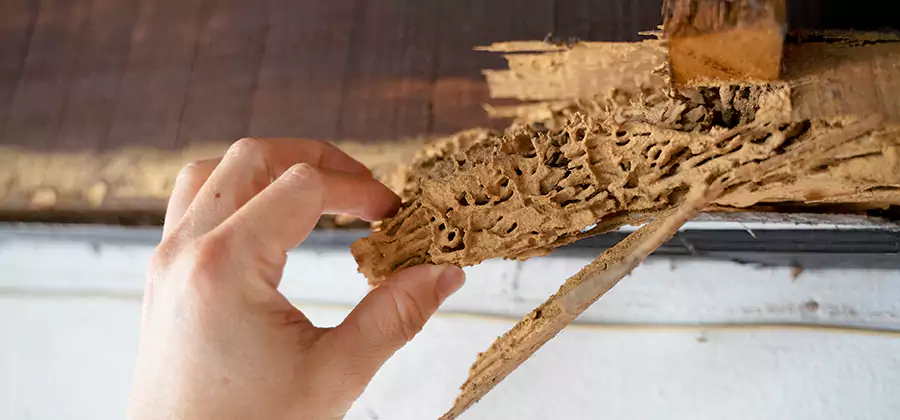 Pre-Construction Termite Treatment in Parsippany