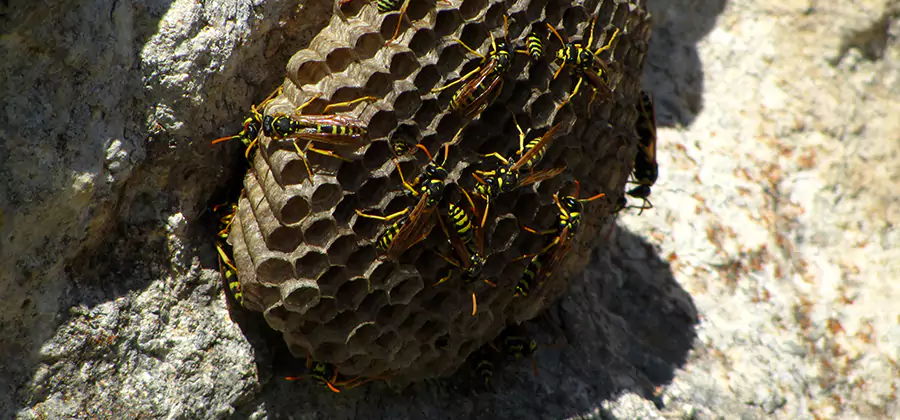 Wasp Nest in Tree Removal Parsippany