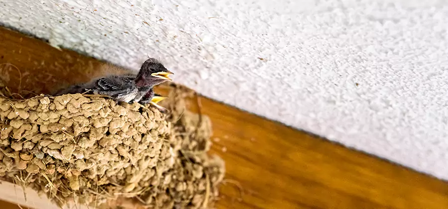 Bird Removal From House in Parsippany