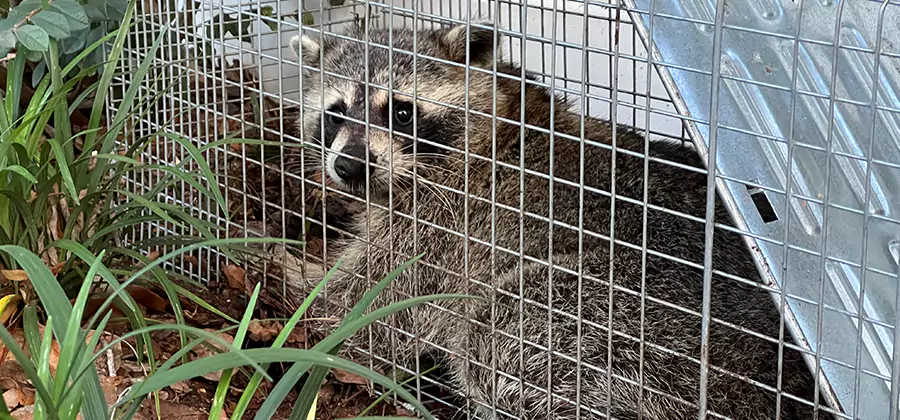 Wildlife Relocation Services in Parsippany