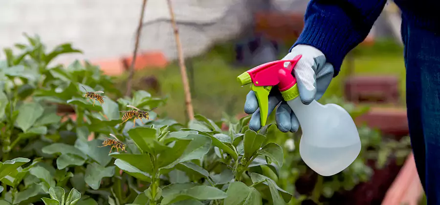 Yellow Jacket Pest Removal for Commercial Properties in Parsippany