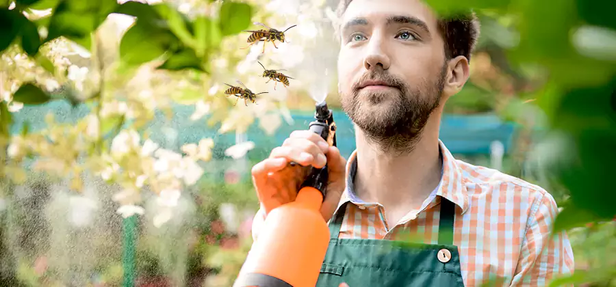 Yellow Jacket Wasp Removal in Parsippany