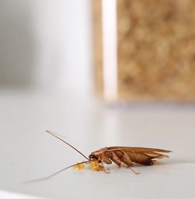 Why Parsippany Pest Control Pro Stands Out in Parsippany, NJ?