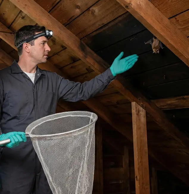 Why Parsippany Pest Control Pro Is the Right Choice in Parsippany, NJ?