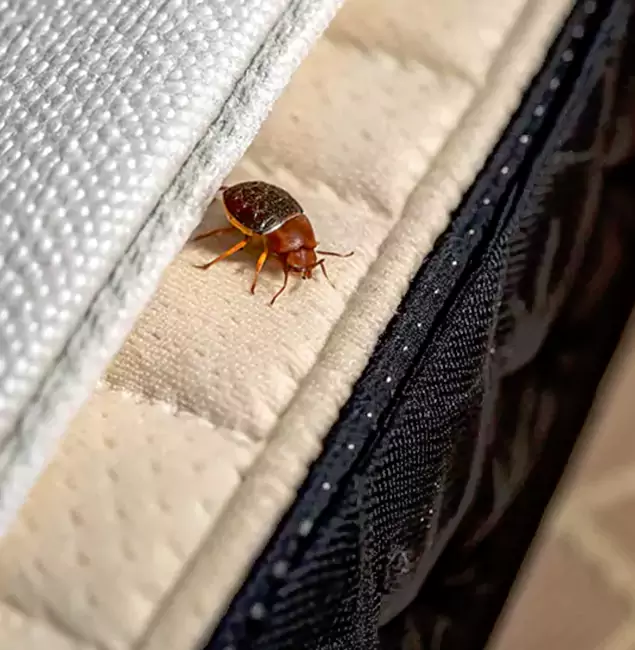 Why Choose Parsippany Pest Control Pro for Bed Bug Treatment at Home in Parsippany, NJ?