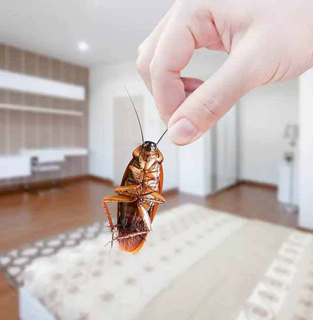 Why Parsippany Pest Control Pro Stand Out For Bed Bug Inspection in Parsippany, NJ?