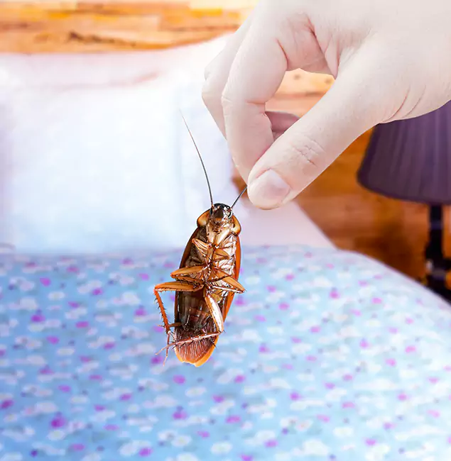 Why Choose Parsippany Pest Control Pro for Bed Bug Treatment in Parsippany, NJ?