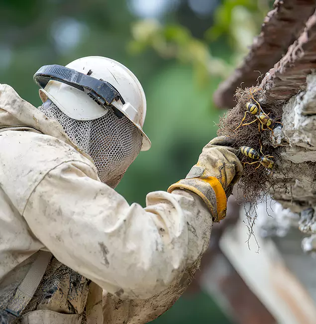Why Parsippany Property Owners Choose Parsippany Pest Control Pro for Bee Exterminator?
