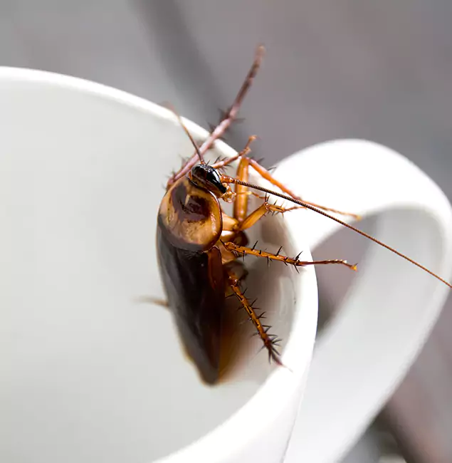 Why Parsippany, NJ Residents Trust Parsippany Pest Control Pro for Cockroach Fumigation?