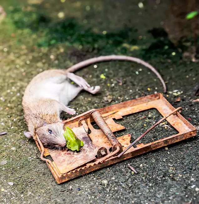 Why Parsippany, NJ Homeowners Trust Parsippany Pest Control Pro for Rodent Removal?