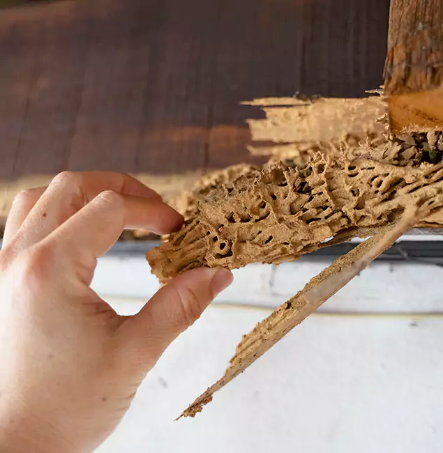 Why Choose Parsippany Pest Control Pro in Parsippany, NJ?