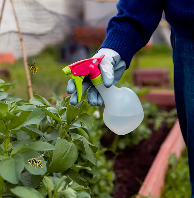 Why Parsippany Homeowners Choose Parsippany Pest Control Pro for Honey Bee Removal?
