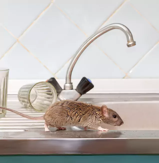 Why Parsippany, NJ Trusts Parsippany Pest Control Pro for Humane Rodent Control?