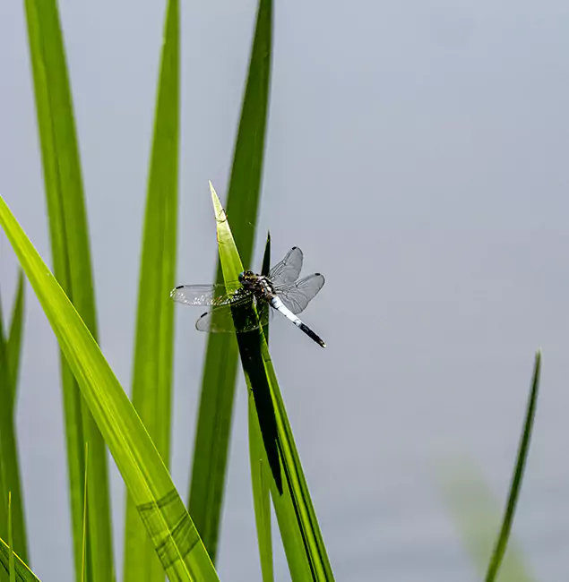 Why Parsippany Families Trust Parsippany Pest Control Pro for Mosquito Prevention?