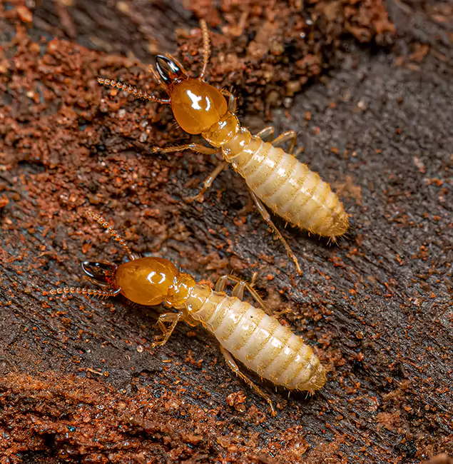 Why Choose Parsippany Pest Control Pro for Termite Treatment Without Tenting in Parsippany, NJ?
