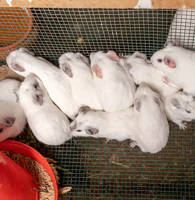 Why Choose Parsippany Pest Control Pro for Rat Infestation in Parsippany, NJ?
